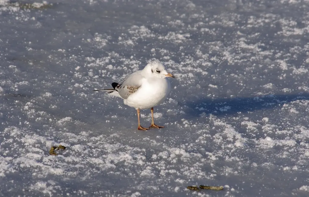 a4.com notebook stationery 14