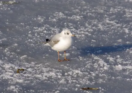 a4.com notebook stationery 14