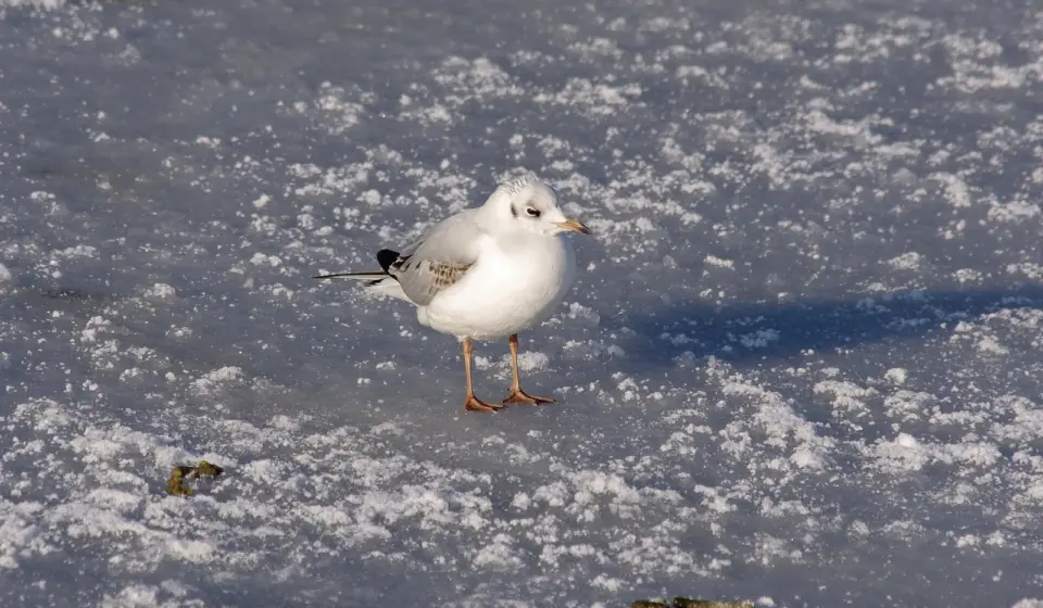 a4.com notebook stationery 14